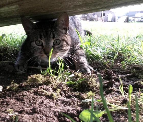 Ferien auf dem Hofmann - Hof, © Nordeifel Tourismus GmbH & Hoffmann Hof Ferien auf dem Hofmann - Hof, © Nordeifel Tourismus GmbH & Hoffmann Hof