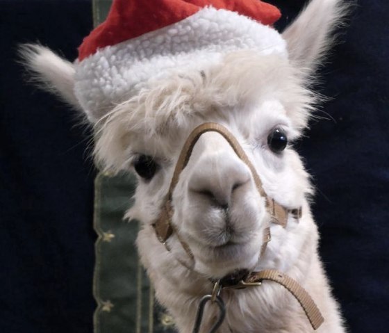 Nikolaus Bert, © Kermeter Alpakas Nikolaus Bert, © Kermeter Alpakas