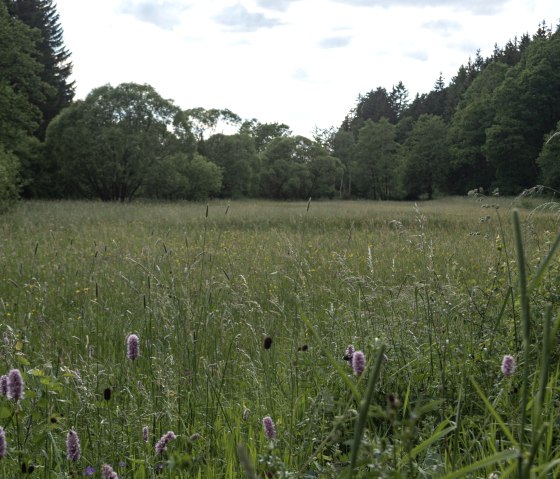 Blühende Wildkräuterwiese mit lila Blüten, umgeben von Bäumen. Der Himmel ist bewölkt, die Landschaft wirkt ruhig und naturbelassen., © Nordeifel Tourismus GmbH Blühende Wildkräuterwiese mit lila Blüten, umgeben von Bäumen. Der Himmel ist bewölkt, die Landschaft wirkt ruhig und naturbelassen., © Nordeifel Tourismus GmbH