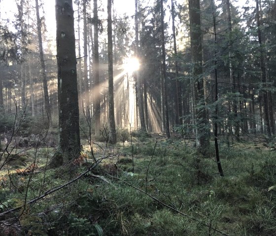 Wald vor unsere Haustür, © @hotel-schroeder.be Wald vor unsere Haustür, © @hotel-schroeder.be
