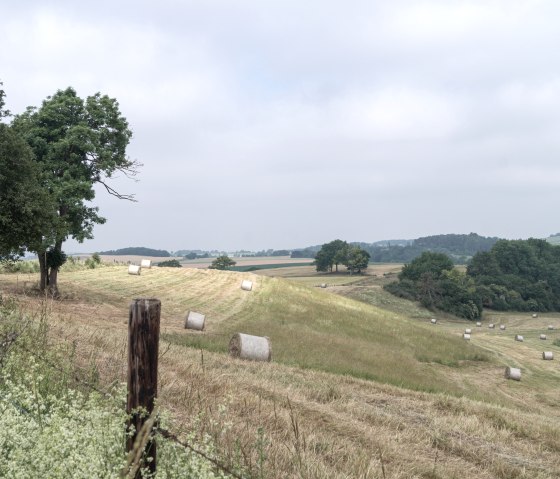 Weite Landschaft mit grünen Feldern, Heuballen und vereinzelten Bäumen unter einem bewölkten Himmel., © Nordeifel Tourismus GmbH Weite Landschaft mit grünen Feldern, Heuballen und vereinzelten Bäumen unter einem bewölkten Himmel., © Nordeifel Tourismus GmbH