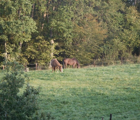 Blick vom Balkon_, © Nordeifel Tourismus GmbH & Ferienwohnung Charly Blick vom Balkon_, © Nordeifel Tourismus GmbH & Ferienwohnung Charly