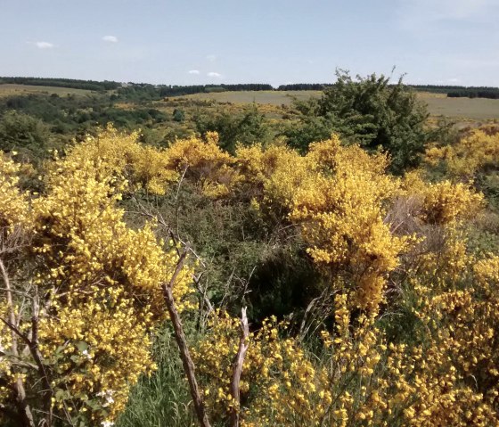 Flowering broom in June Flowering broom in June