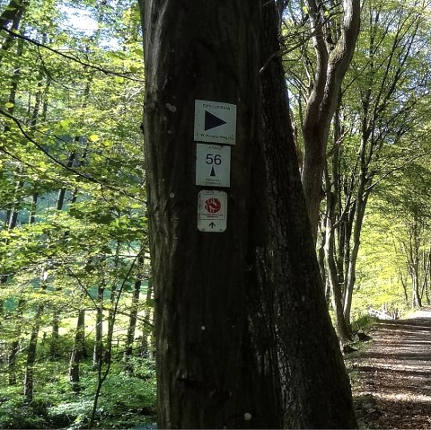 Wegstück mit Wald und Beschilderung, © Der Eifelyeti.de Wegstück mit Wald und Beschilderung, © Der Eifelyeti.de