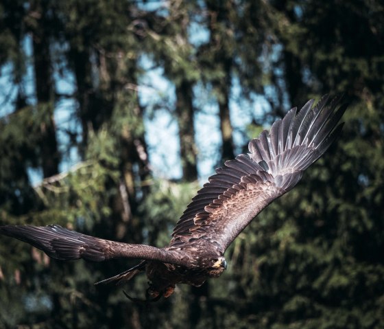 Steinadler in der Greifvogelstation Hellenthal, © Johannes Höhn Steinadler in der Greifvogelstation Hellenthal, © Johannes Höhn
