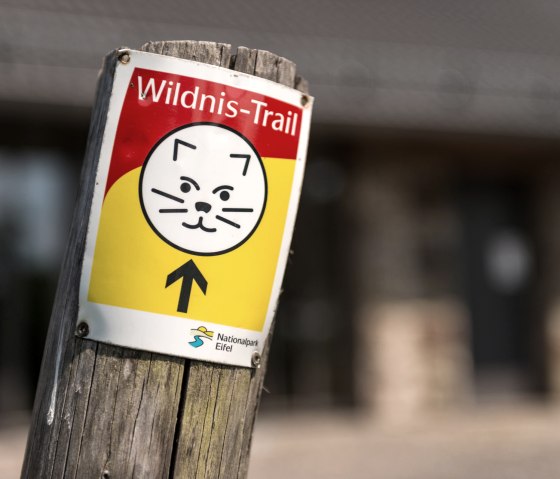 Wegmarkierung Wildnis-Trail im Nationalpark Eifel, © Eifel Tourismus GmbH, D. Ketz Wegmarkierung Wildnis-Trail im Nationalpark Eifel, © Eifel Tourismus GmbH, D. Ketz