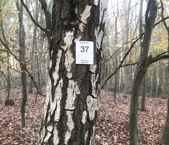 Wegmarkierung, © Rureifel-Tourismus e.V. Wegmarkierung, © Rureifel-Tourismus e.V.