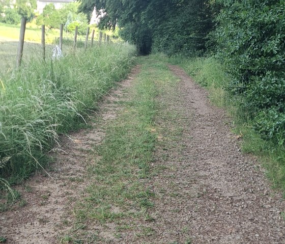 Waldweg Waldweg