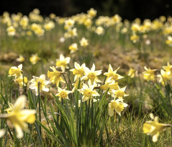 Wild daffodils in the Olef valley, © Eifel Tourismus GmbH, Dominik Ketz Wild daffodils in the Olef valley, © Eifel Tourismus GmbH, Dominik Ketz