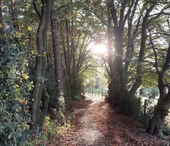 Vicht Fall Trail: Ilex, September–October (co) Theiß Vicht Fall Trail: Ilex, September–October (co) Theiß