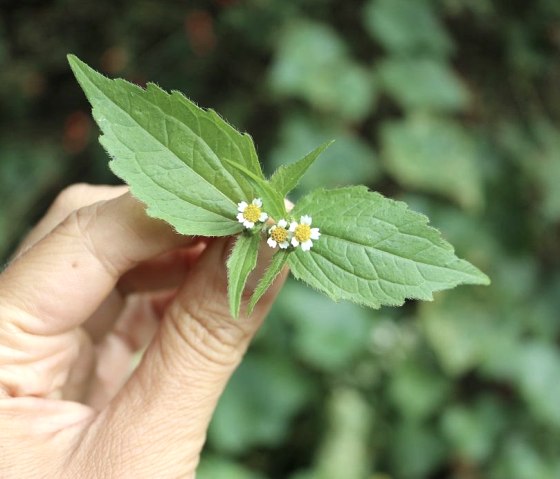 Wildkräuterwanderung, © Tine Knauft Wildkräuterwanderung, © Tine Knauft