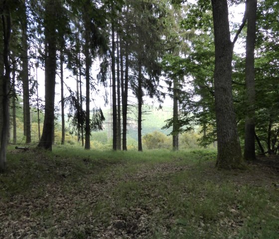 Wandern durch den Nationalpark Abenden Wandern durch den Nationalpark Abenden