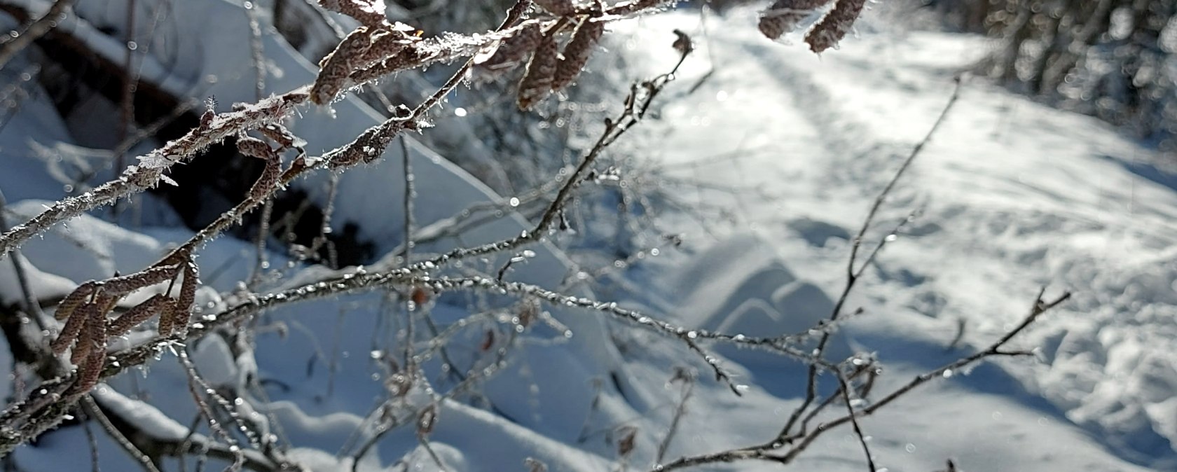 Winter Detail (co) Theißen-Braun Winter Detail (co) Theißen-Braun