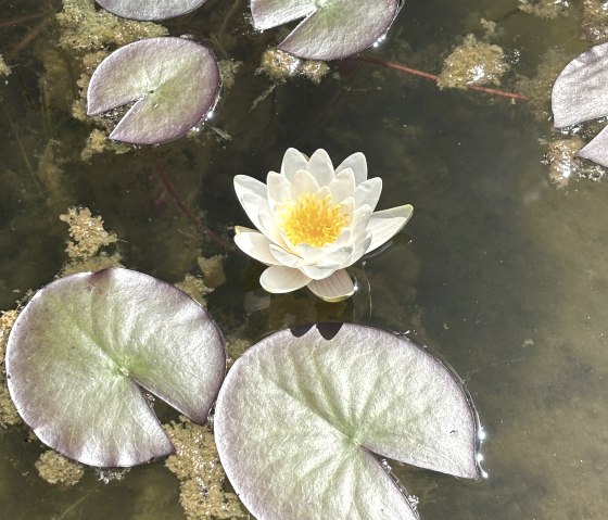 Water Lilies, © C. Wolter Water Lilies, © C. Wolter