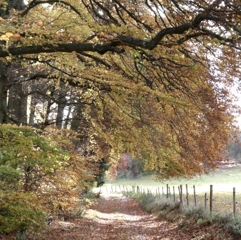 Unterwegs im Herbstwald, © Guido Hendle Unterwegs im Herbstwald, © Guido Hendle