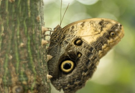 Schmetterling1, © Eifalia Schmetterling1, © Eifalia