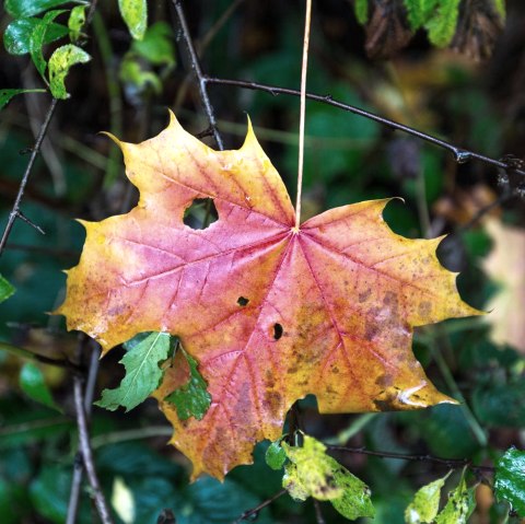 Herbstliche Wandererlebnisse, © Frank Wiesen Herbstliche Wandererlebnisse, © Frank Wiesen