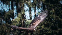 Steinadler in der Greifvogelstation Hellenthal, © Johannes Höhn Steinadler in der Greifvogelstation Hellenthal, © Johannes Höhn