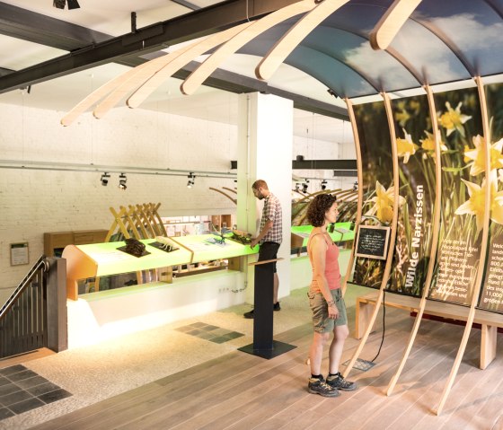 Wilde Narzissen-Ausstellung im Nationalparktor Höfen am Eifelsteig, © Eifel Tourismus/D. Ketz Wilde Narzissen-Ausstellung im Nationalparktor Höfen am Eifelsteig, © Eifel Tourismus/D. Ketz