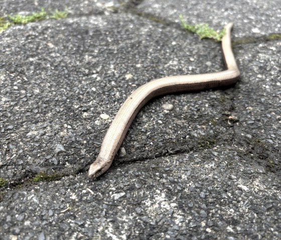 blind snake, © C. Wolter blind snake, © C. Wolter