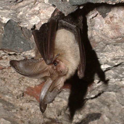 Fledermäuse an und in historischen Gebäuden, © Margarethe Becker/LVR Fledermäuse an und in historischen Gebäuden, © Margarethe Becker/LVR