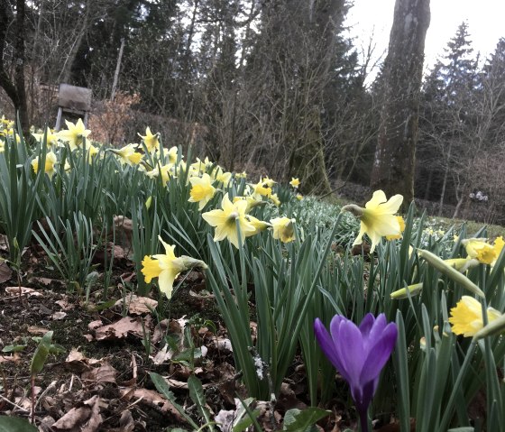 Narzissen in Losheimergraben, © Hotel Schröder Narzissen in Losheimergraben, © Hotel Schröder