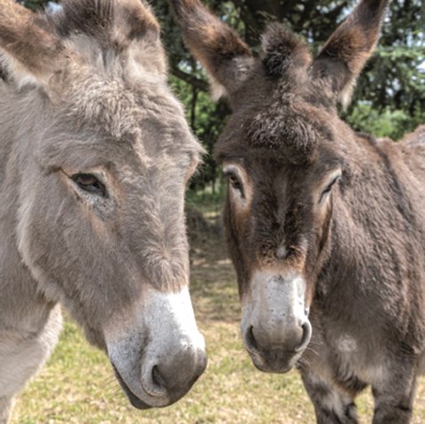Donkey experiences, © Kermeter Alpakas Donkey experiences, © Kermeter Alpakas