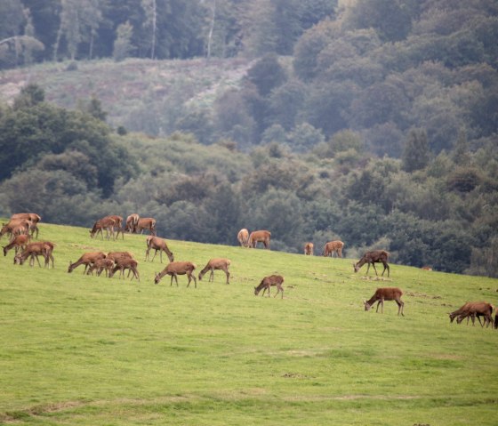 Deer, © W. Dallmeyer Boehm Deer, © W. Dallmeyer Boehm