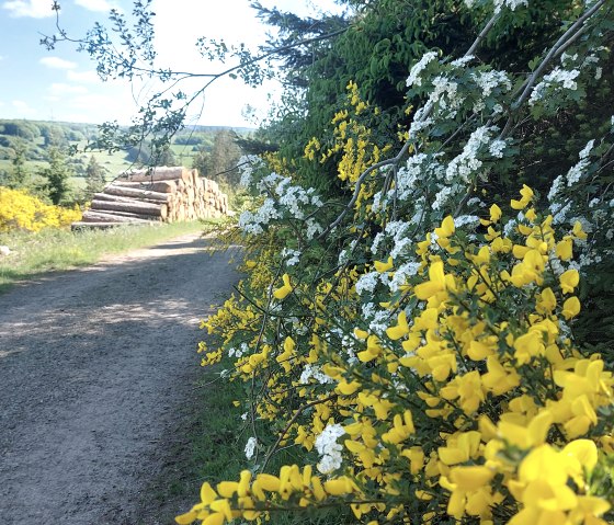 Frühling Aussicht Vicht Ginster Weißdorn Mai (co) Frühling Aussicht Vicht Ginster Weißdorn Mai (co)