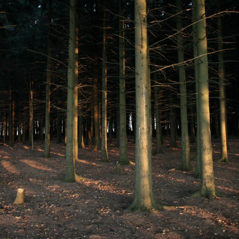 View into the depths of the Hürtgen Forest View into the depths of the Hürtgen Forest