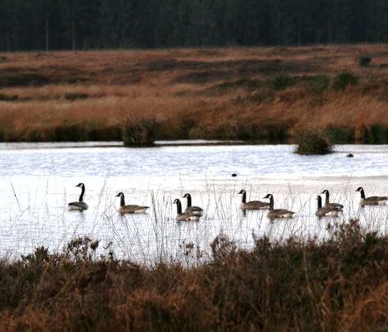 Gänse im Venn, © Monschau Touristik GmbH - Heike Becker Gänse im Venn, © Monschau Touristik GmbH - Heike Becker
