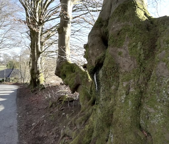 FeWo Buche FeWo Buche