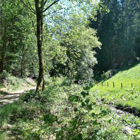 Tiefenbach valley in spring, © Gemeinde Simmerath Tiefenbach valley in spring, © Gemeinde Simmerath