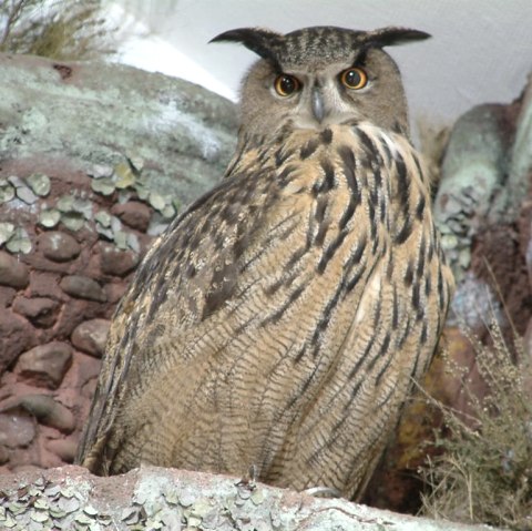 Eagle owl in the rock, © Biostation Düren Eagle owl in the rock, © Biostation Düren
