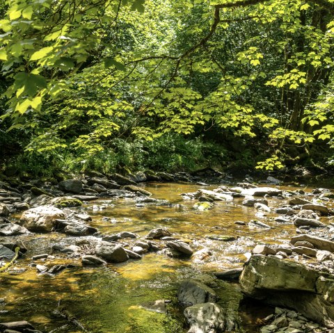 Die Rur bei Dreistegen, © Eifel-Tourismus GmbH, Dominik Ketz Die Rur bei Dreistegen, © Eifel-Tourismus GmbH, Dominik Ketz