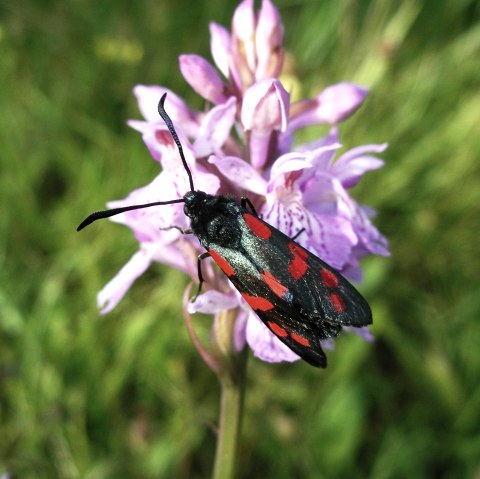 Was krabbelt denn da?, © Eifelgemeinde Nettersheim Was krabbelt denn da?, © Eifelgemeinde Nettersheim