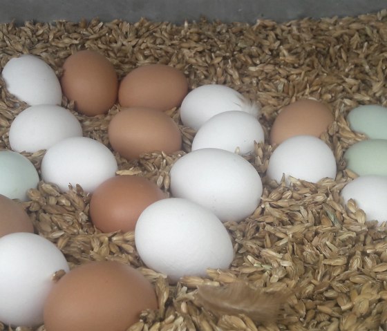 Eier vom Breitenbacher Hof, © Marcel u. Ruth Koch Eier vom Breitenbacher Hof, © Marcel u. Ruth Koch