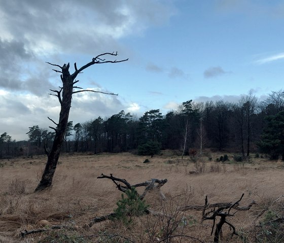 kühle Winterstimmung (co) Theißen-Braun kühle Winterstimmung (co) Theißen-Braun