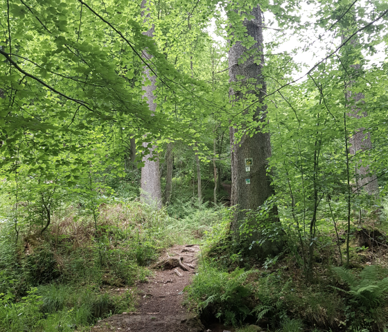 Waldwanderweg, © Stefanie Klöcker Waldwanderweg, © Stefanie Klöcker