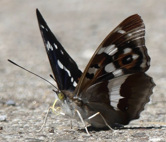 Close-up of butterfly, © Stefan Leiding Close-up of butterfly, © Stefan Leiding
