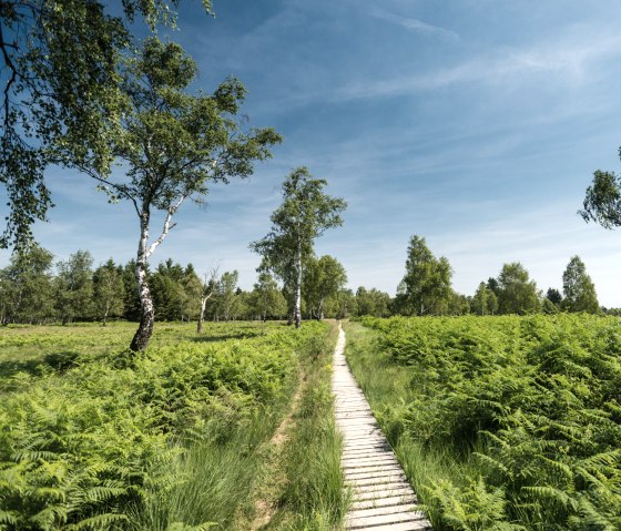 Footbridge in the Struffelt Heath on the Eifelsteig trail, © Eifel Tourismus GmbH, D. Ketz Footbridge in the Struffelt Heath on the Eifelsteig trail, © Eifel Tourismus GmbH, D. Ketz
