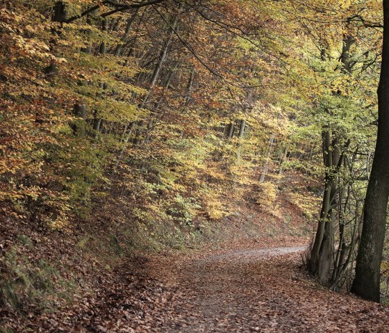 Wald bei Rurberg Wald bei Rurberg