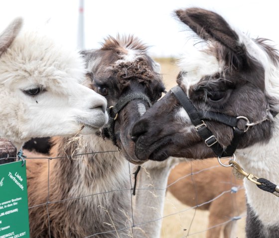 Lama und Alpaka, © Eifel Tourismus GmbH, AR - shapefruit AG Lama und Alpaka, © Eifel Tourismus GmbH, AR - shapefruit AG