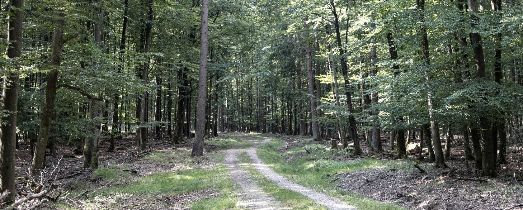 Ein schmaler Waldweg schlängelt sich durch einen dichten, grünen Wald auf der EifelSpur Wildnispfad., © Nordeifel Tourismus GmbH Ein schmaler Waldweg schlängelt sich durch einen dichten, grünen Wald auf der EifelSpur Wildnispfad., © Nordeifel Tourismus GmbH