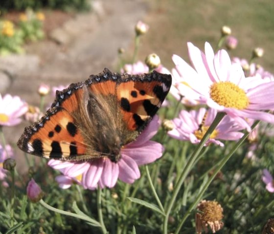 On the terrace, © Nordeifel Tourismus GmbH & Dietmar Frank On the terrace, © Nordeifel Tourismus GmbH & Dietmar Frank