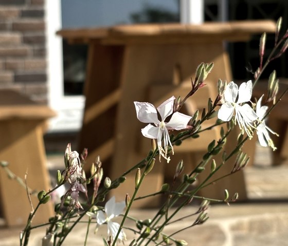 Blume Terasse Blume Terasse