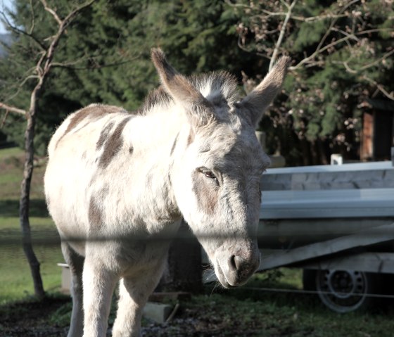 Donkey by the wayside Donkey by the wayside