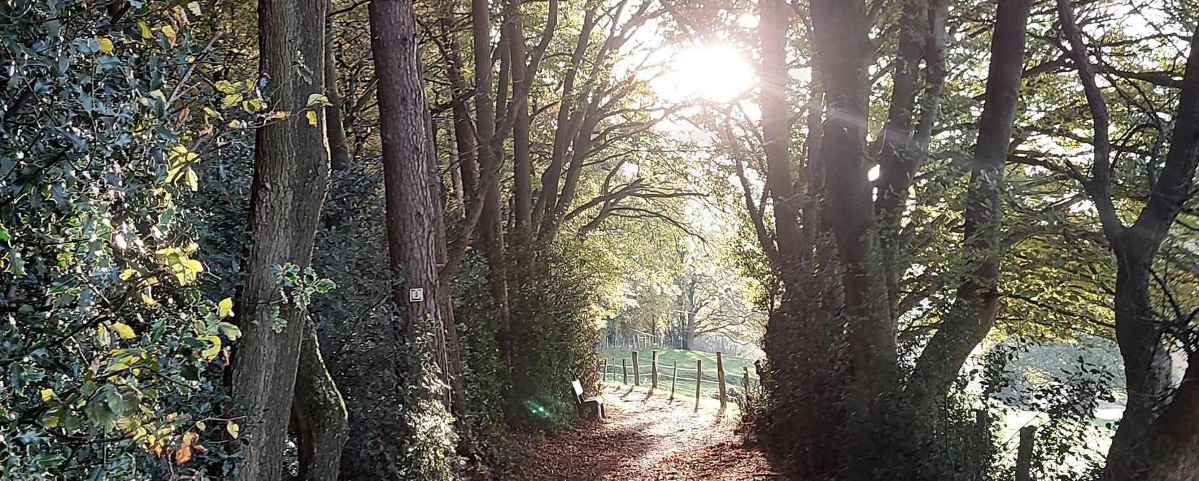 Vicht Fall Trail: Ilex, September–October (co) Theiß Vicht Fall Trail: Ilex, September–October (co) Theiß