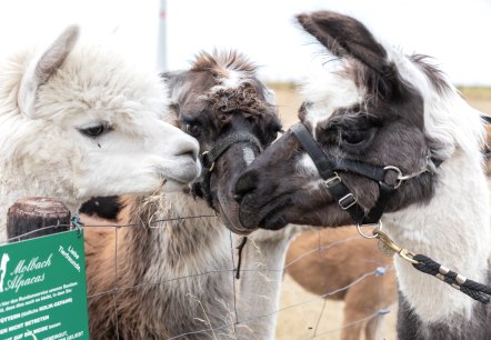 Lama und Alpaka, © Eifel Tourismus GmbH, AR - shapefruit AG Lama und Alpaka, © Eifel Tourismus GmbH, AR - shapefruit AG