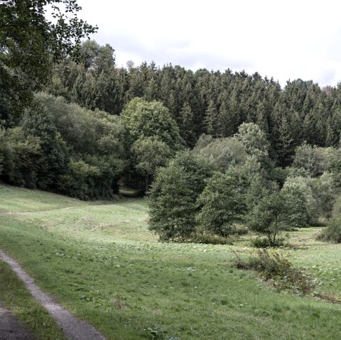 Ein schmaler Waldweg schlängelt sich durch das grüne Schafbachtal, umgeben von dichten Bäumen und Wiesen., © Nordeifel Tourismus Ein schmaler Waldweg schlängelt sich durch das grüne Schafbachtal, umgeben von dichten Bäumen und Wiesen., © Nordeifel Tourismus